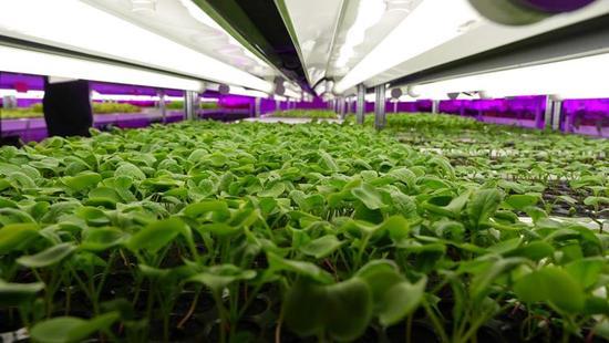 跨界創(chuàng)新 LED制造商進軍蔬菜與農作物種子經營