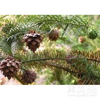 速生杉樹(shù)種子的市場(chǎng)價(jià)格與育苗技術(shù)詳解